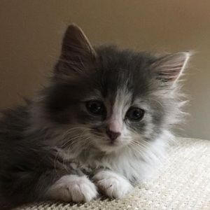 Meet your Posher, Cheyenne